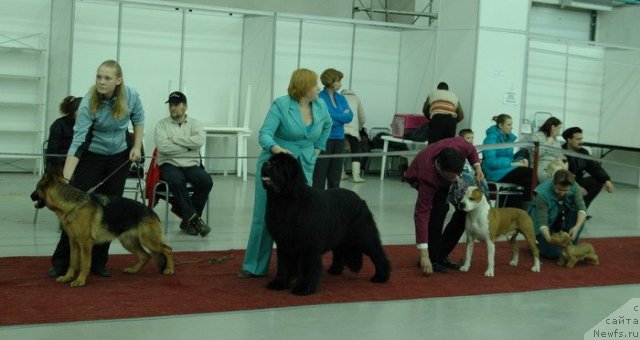 Фото: ньюфаундленд Акватория Келвин Золотой Медведь (Aquatoriya Kelvin Zolotoy Medved)