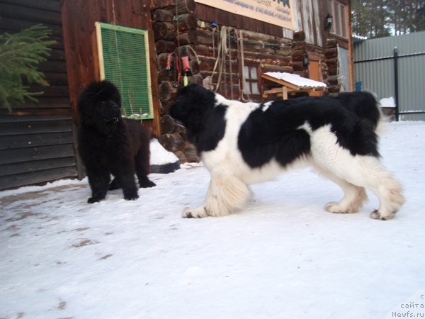Фото: ньюфаундленд С'Нежная Вьюга Армандо Паруссо (S'Nezhnaya Vjuga Armando Parusso), ньюфаундленд Супер Премиум Женева (Super Premium Zheneva)