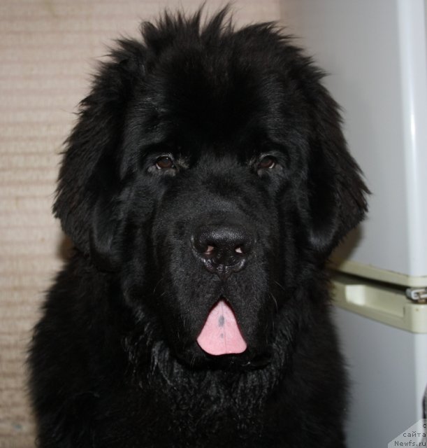 Фото: ньюфаундленд Бегущая по Волнам Зеро Коол