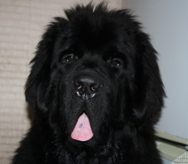 Фото: ньюфаундленд Бегущая по Волнам Зеро Коол