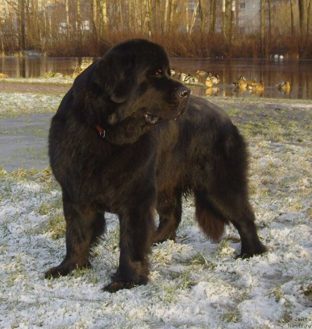 Фото: ньюфаундленд Акватория Келвин Кадриль (Aquatoriya Kelvin Kadril)
