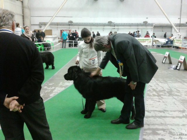 Фото: ньюфаундленд Лесли-Сиа Фловер (Leslley-Sia Flover)