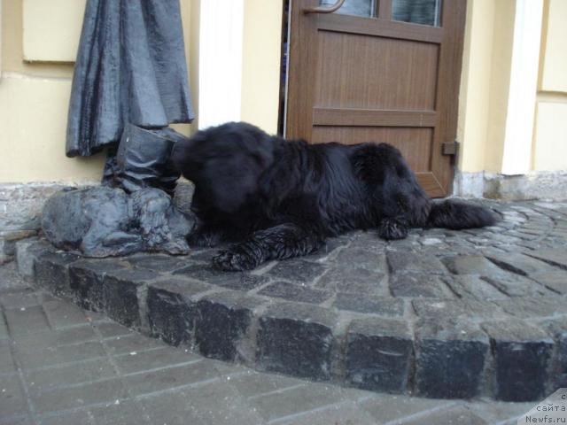 Фото: ньюфаундленд Талула Белл (Talula Bell)