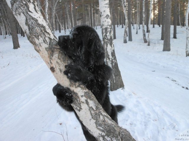 Фото: ньюфаундленд Блэк Даймонд из Аркаима