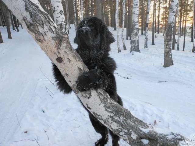 Фото: ньюфаундленд Блэк Даймонд из Аркаима