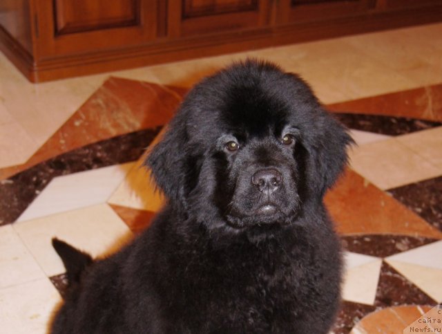 Фото: ньюфаундленд Арье Черная Сенсация Пармы