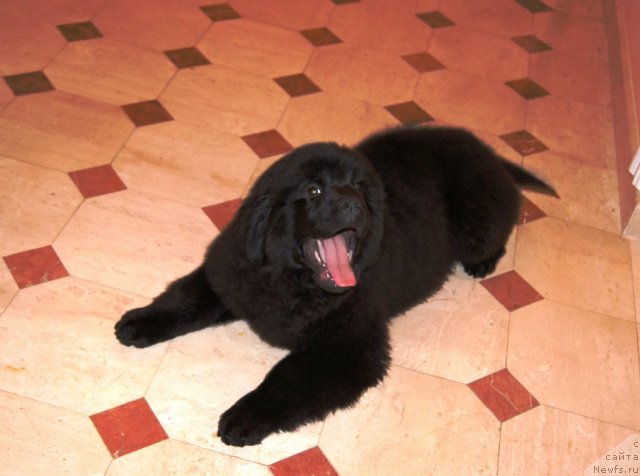Фото: ньюфаундленд Арье Черная Сенсация Пармы