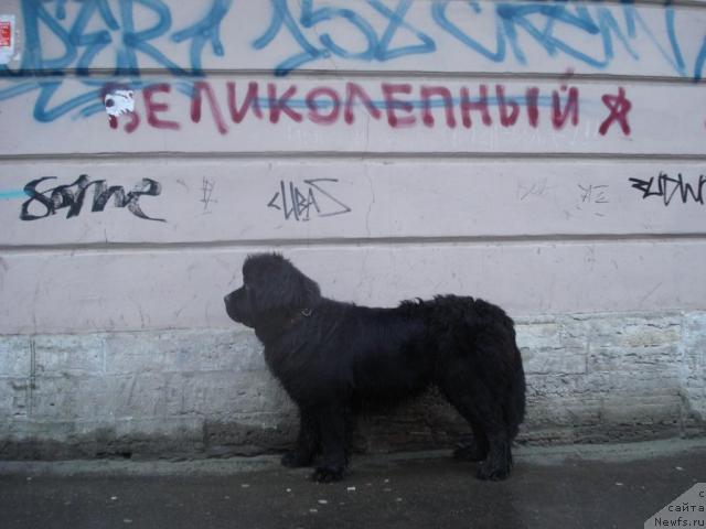 Фото: ньюфаундленд Талула Белл (Talula Bell)