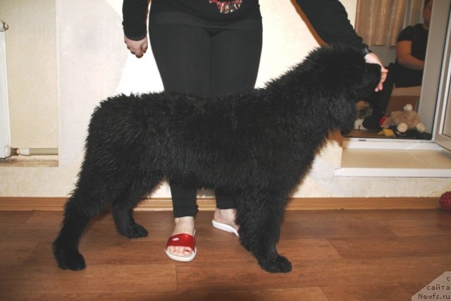 Фото: ньюфаундленд Аделина Дочь Кокетки