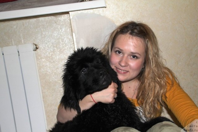 Фото: ньюфаундленд Аделина Дочь Кокетки