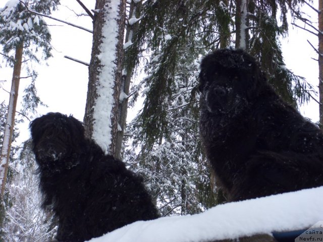 Фото: ньюфаундленд Барышня, Фрося