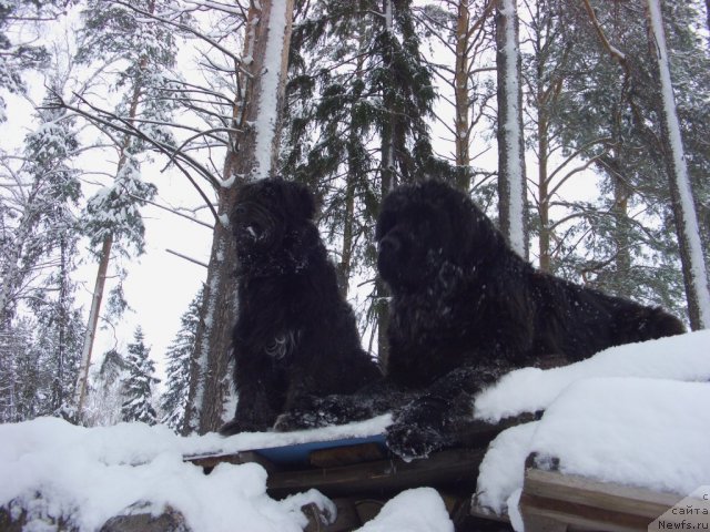Фото: ньюфаундленд Барышня, Фрося