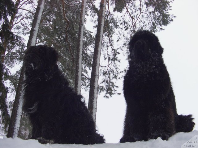Фото: ньюфаундленд Барышня