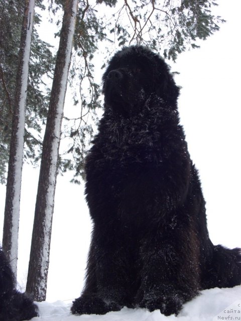Фото: ньюфаундленд Барышня
