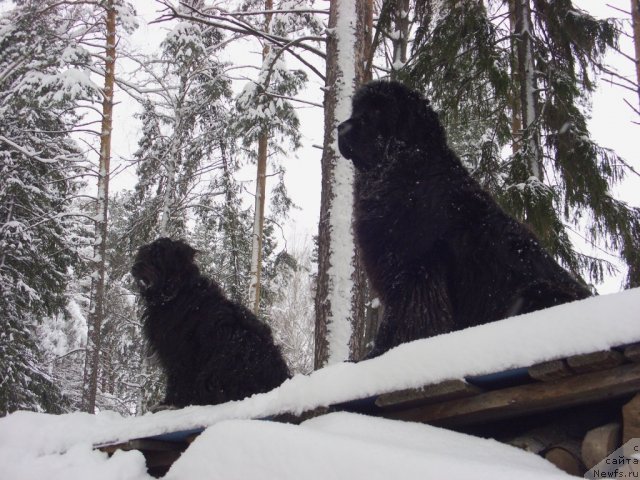 Фото: ньюфаундленд Барышня