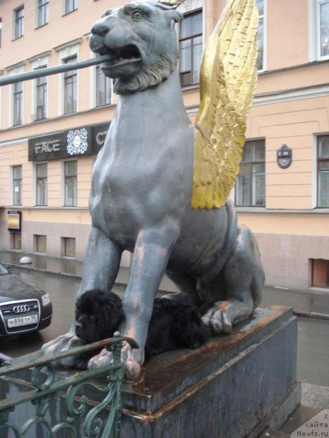 Фото: ньюфаундленд Талула Белл (Talula Bell)