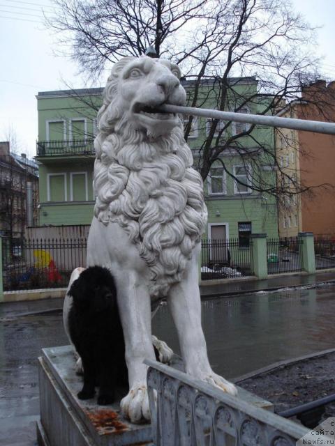 Фото: ньюфаундленд Талула Белл (Talula Bell)