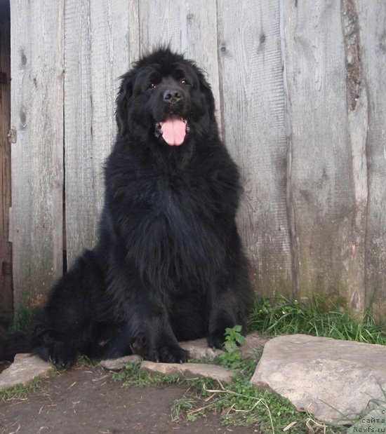 Фото: ньюфаундленд Блэк Долли Пейв Блэк (Blek Dolli Peyv Black)