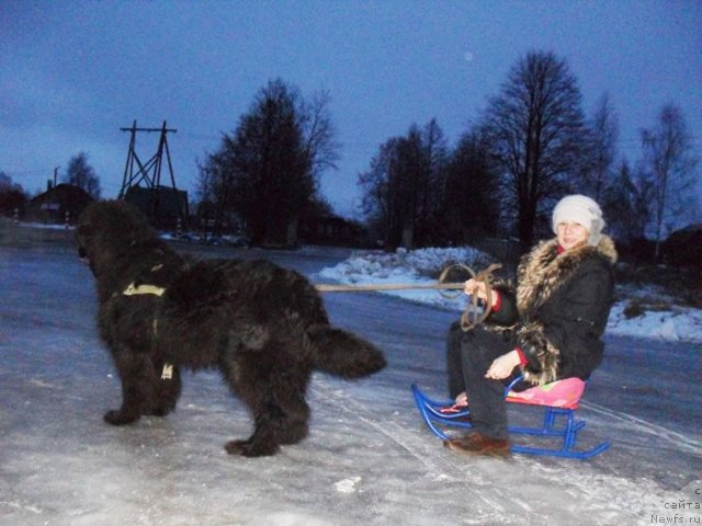 Фото: ньюфаундленд Бегущая по Волнам Высшая Лига, Елена Истомина