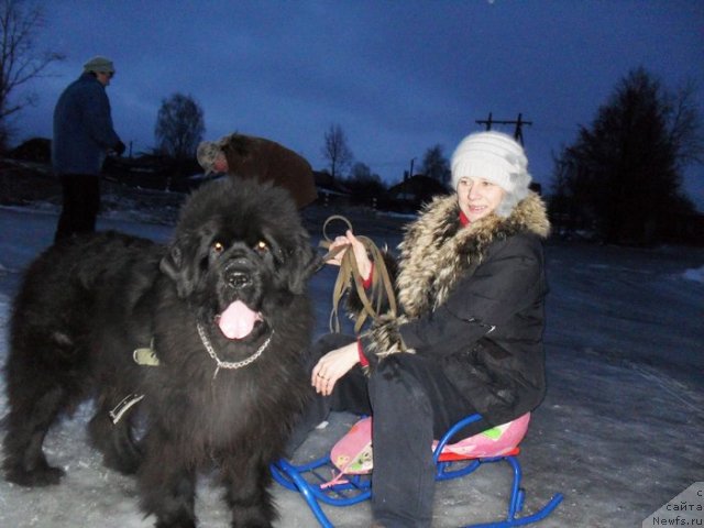 Фото: ньюфаундленд Бегущая по Волнам Высшая Лига, Елена Истомина