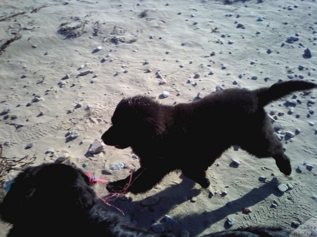 Фото: ньюфаундленд Сент Джонс Шарлотта