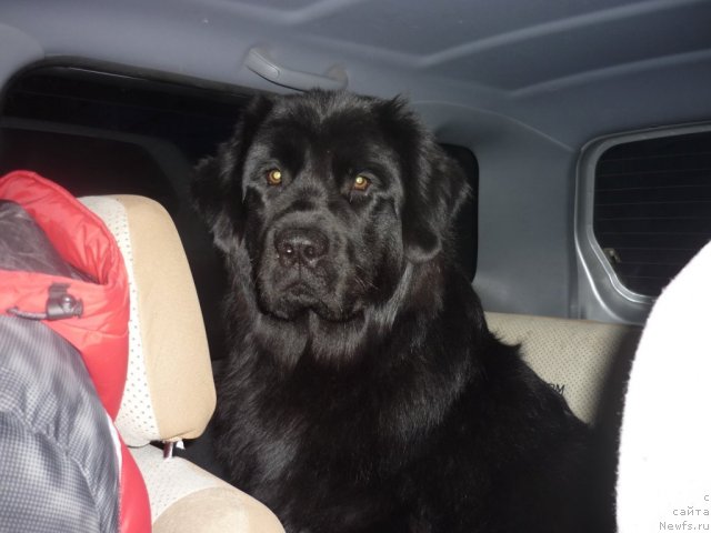 Фото: ньюфаундленд Несси Блэк с  Лесной Заимки