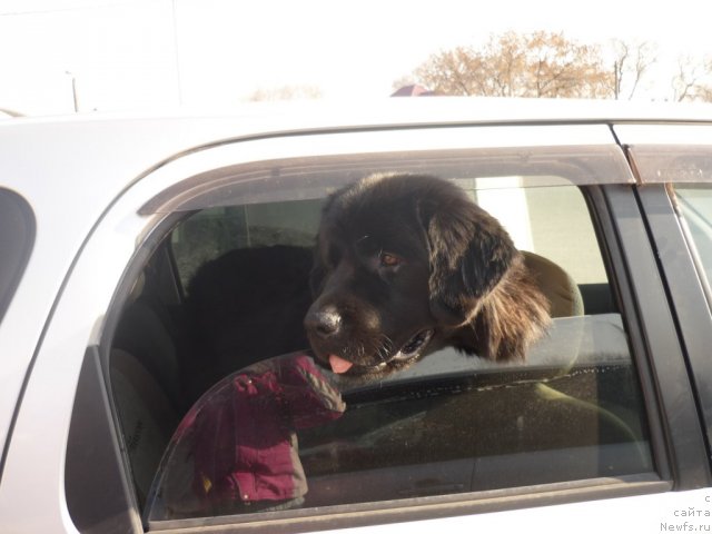 Фото: ньюфаундленд Несси Блэк с  Лесной Заимки