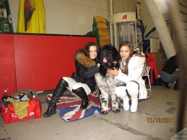 Фото: ньюфаундленд Плюшевая Панда Стиль-Санкт-Петербурга