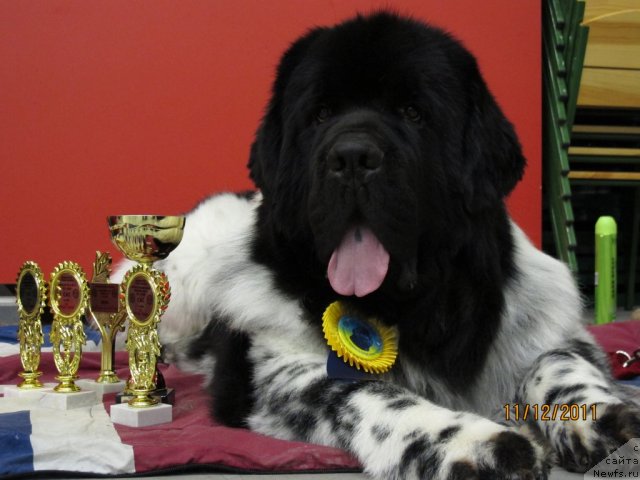 Фото: ньюфаундленд Плюшевая Панда Стиль-Санкт-Петербурга