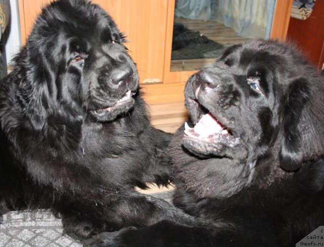 Фото: ньюфаундленд Fortuna of Giant's Island, ньюфаундленд Бегущая по Волнам Зеро Коол