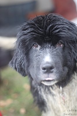 Фото: ньюфаундленд Питерньюф И Дид Ит Агаин (Piternyuf I Did It Again)