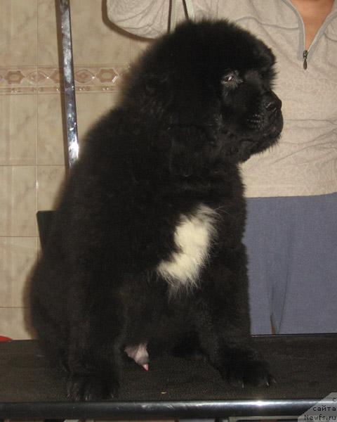 Фото: ньюфаундленд Ласковый Миша с Берега Дона