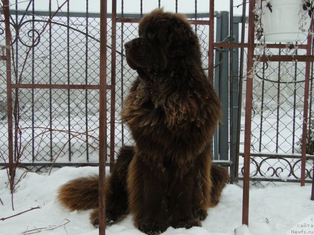 Фото: ньюфаундленд Бархатка Роскошная