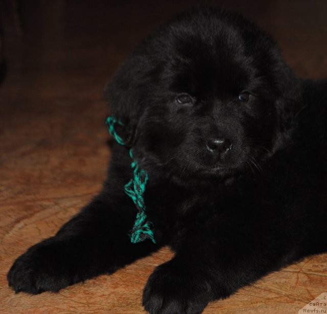 Фотография № 83288