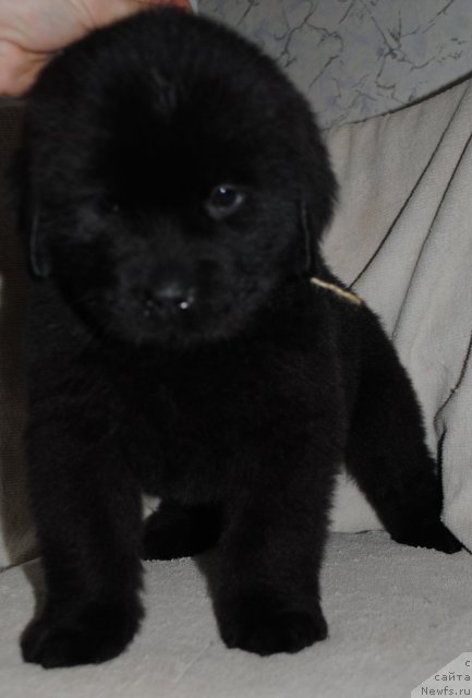 Фотография № 83289