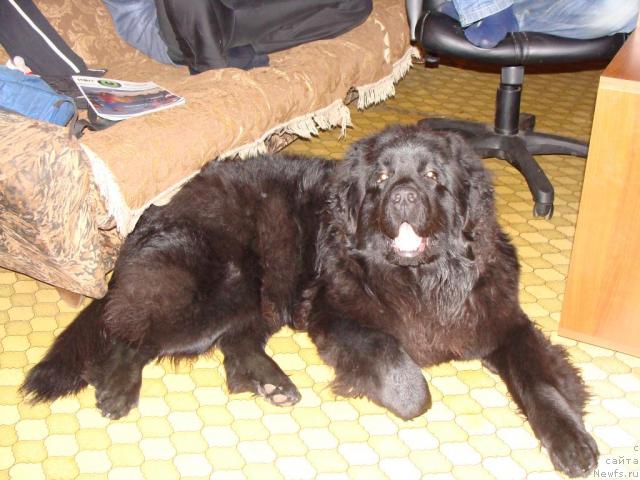 Фото: ньюфаундленд Челенджер