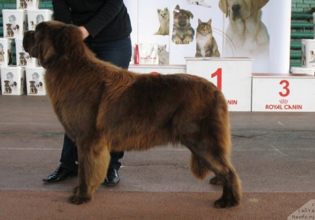 Фото: ньюфаундленд Виктория Габриэлла