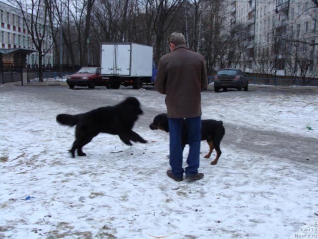 Фото: ньюфаундленд Челенджер