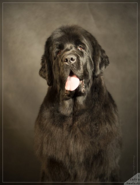 Фото: ньюфаундленд Уютная Долина Астерии Свет (Uyutnaya Dolina Asterii Svet)