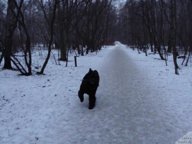 Фото: ньюфаундленд Челенджер