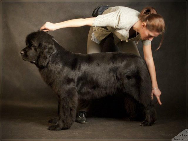 Фото: ньюфаундленд Уютная Долина Астерии Свет (Uyutnaya Dolina Asterii Svet)