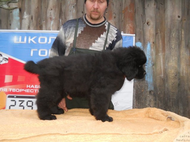 Фото: ньюфаундленд Принц Альфинский