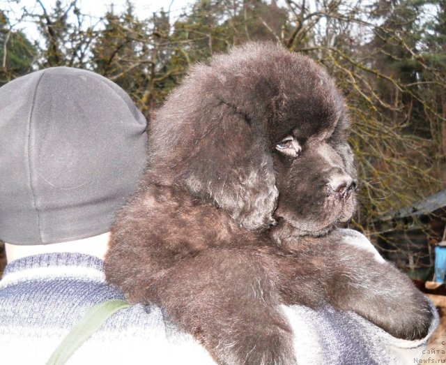 Фото: ньюфаундленд Принц Альфинский