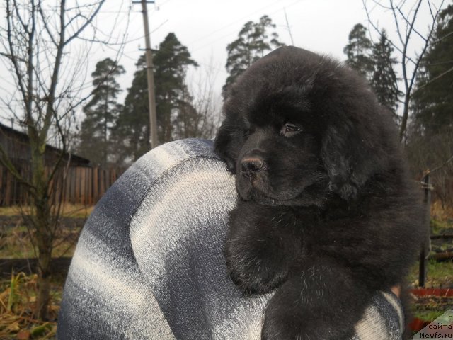 Фото: ньюфаундленд Принц Альфинский