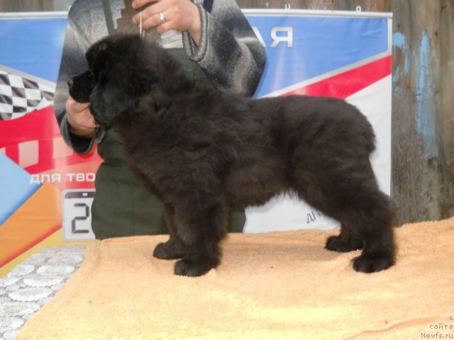 Фото: ньюфаундленд Примадонна Климская