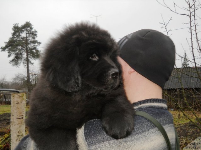 Фото: ньюфаундленд Примадонна Климская