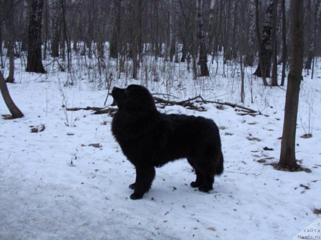 Фото: ньюфаундленд Челенджер