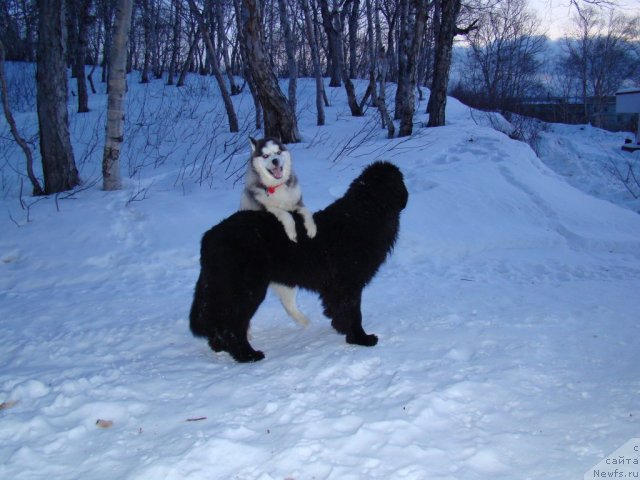 Фото: ньюфаундленд Сент Джонс Харебелл (Sent Djons Harebell)
