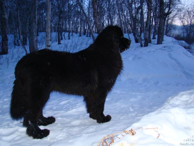 Фото: ньюфаундленд Сент Джонс Харебелл (Sent Djons Harebell)