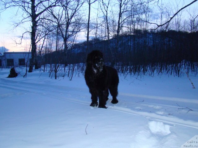Фото: ньюфаундленд Сент Джонс Харебелл (Sent Djons Harebell)